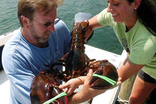 A Connecticut man purchased a 17 pound lobster in a restaurant and then he released it back into the ocean. He rescued the lobster from being boiled alive then ending up on someone's dinner plate. The lobster would have about 80 years left. He was released in a secret area of the ocean where he can go on living free in his natural habitat. Love this guy!