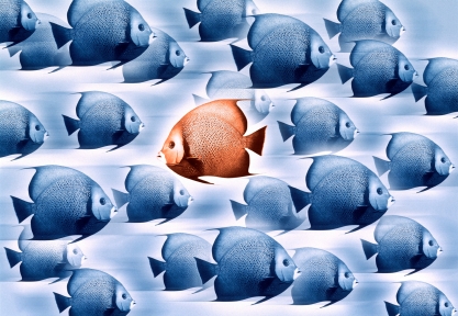 04 Jun 2001 --- Swimming against the tide --- Image by (C) K.Tiedge